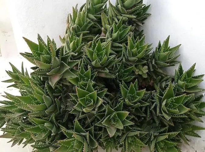 Casanova's House בית נופש *